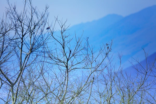 Árvore e montanha no inverno azul — Fotografia de Stock