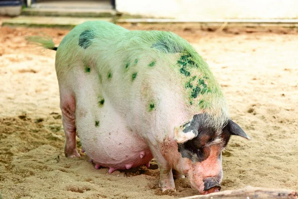 Lustiges Schwein — Stockfoto