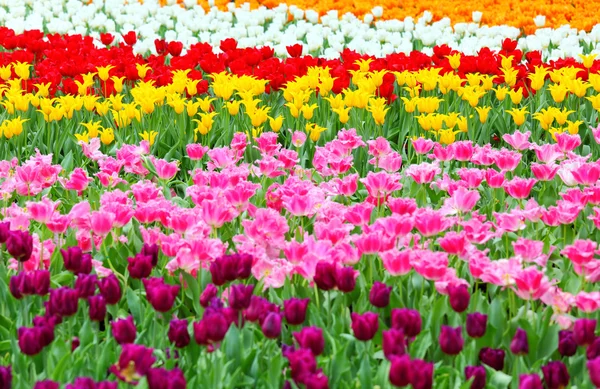 Tulipa no campo de flores — Fotografia de Stock