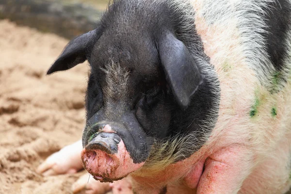 Lustiges Schwein — Stockfoto