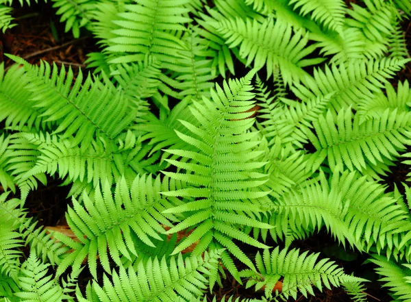 Frisches grünes Blatt — Stockfoto