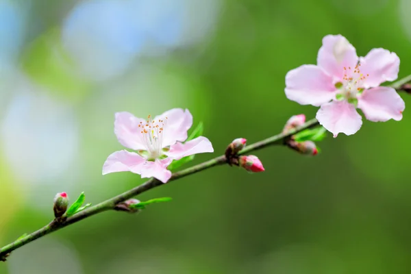 Flores de flores de cereja no dia de primavera — Fotografia de Stock