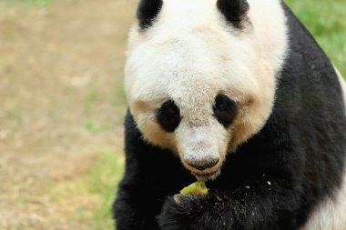 Panda.