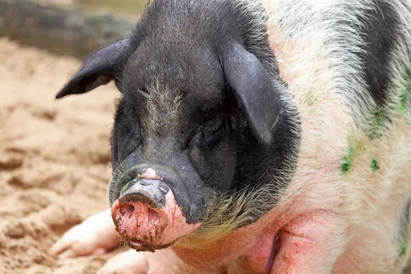 Lustiges Schwein — Stockfoto