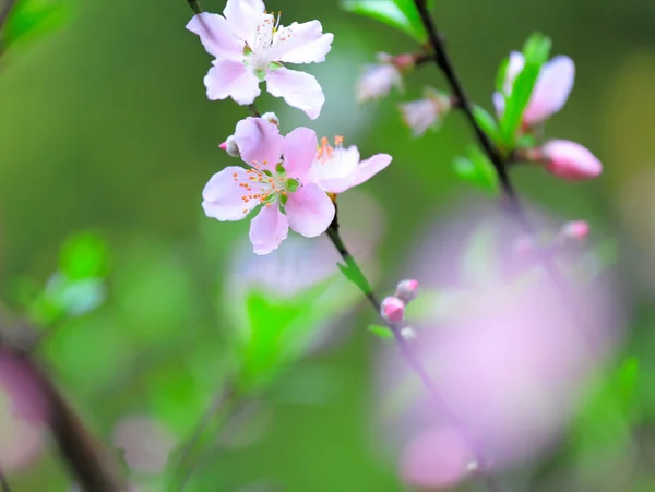 Bloemen van kersenbloesems op lentedag — Stockfoto