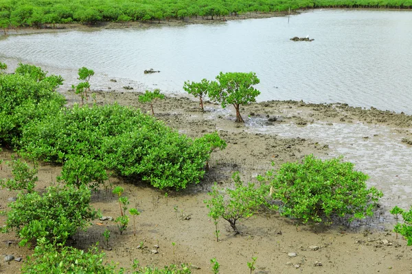 Bosque de manglares rojos — Foto de Stock