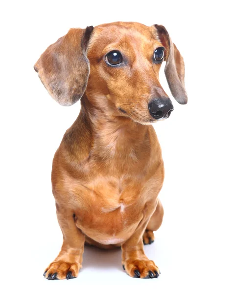 Cão dachshund — Fotografia de Stock