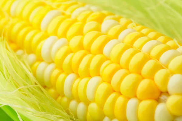 Corn cob — Stock Photo, Image