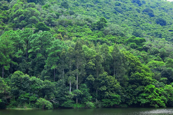 Lago com árvore verde — Fotografia de Stock