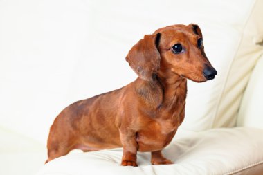 Divan Dachshund Köpek