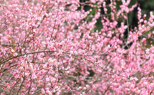 Plommon blomma blomma — Stockfoto