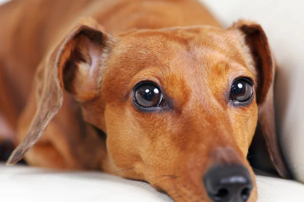 ソファの上にダックスフント犬 — ストック写真