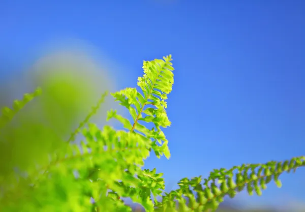 蓝蓝的天空和绿色的叶 — 图库照片