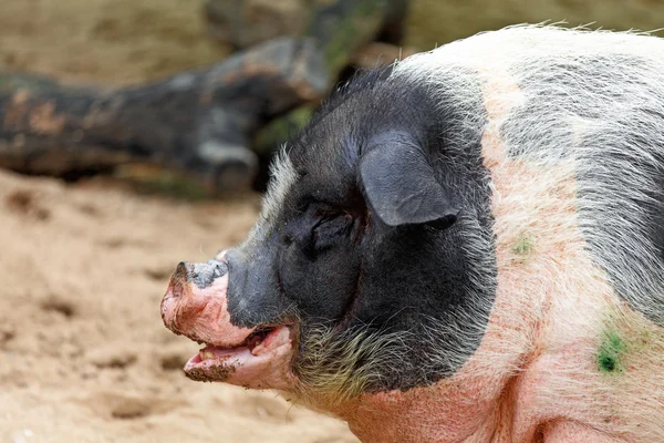 Schwarz-weißes Schwein — Stockfoto