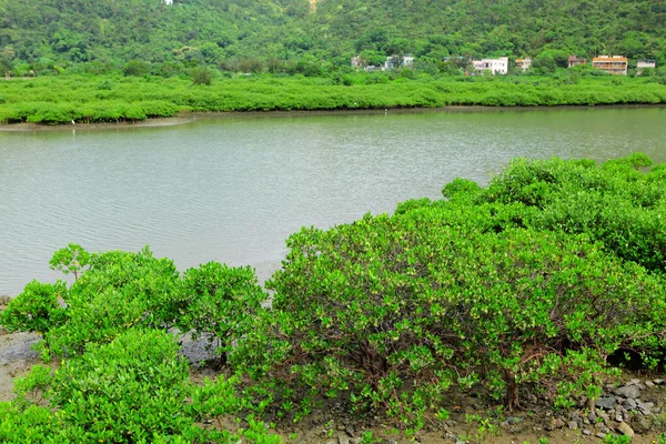 Drewno czerwonego mangrowca w hong Kongu — Zdjęcie stockowe