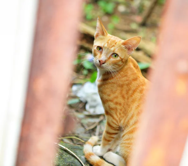 Gatto sulla strada — Foto Stock