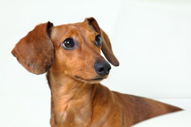 Divan Dachshund Köpek