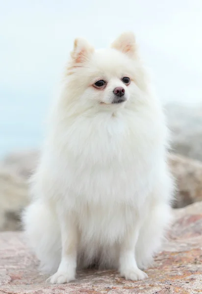 Cão pomerano branco — Fotografia de Stock