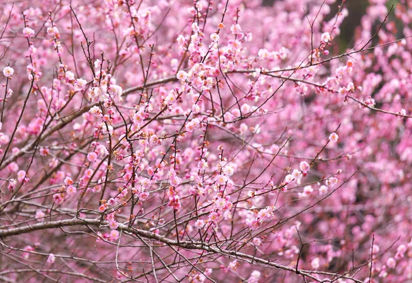 Fiore di prugna — Foto Stock