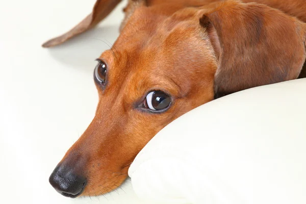 Tacskó kutya a kanapén — Stock Fotó