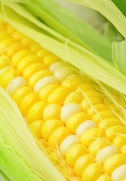 Corn cob — Stock Photo, Image