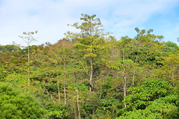 Waldlandschaft — Stockfoto