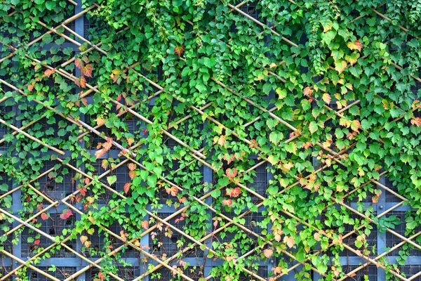 Muur en groene planten — Stockfoto