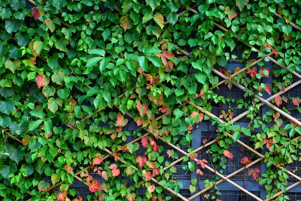 Muur en groene planten — Stockfoto
