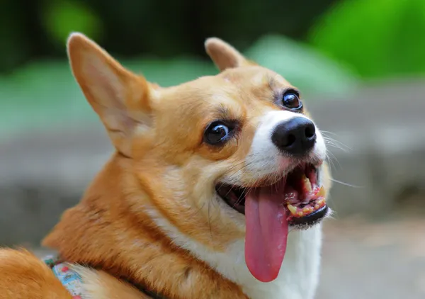 19 406 Panting Stock Photos Free Royalty Free Panting Images Depositphotos 19 406 Panting Stock Photos Free Royalty Free Panting Images Depositphotos