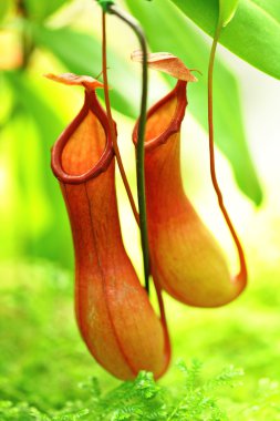 Pitcher plant clipart