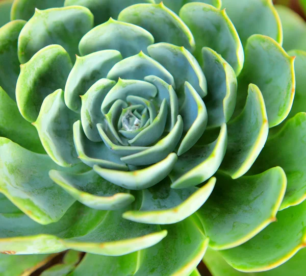 Fresh green plant close up — Stock Photo, Image