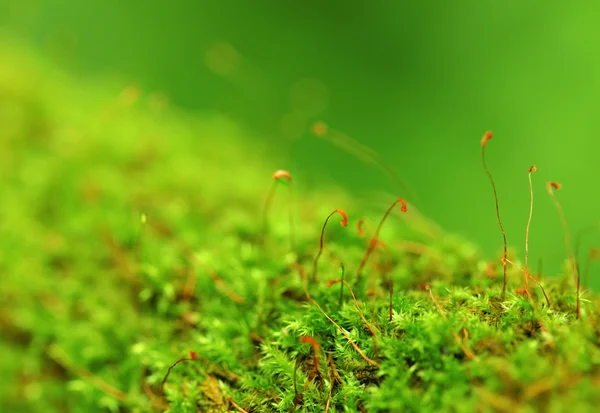 Moss em close-up — Fotografia de Stock