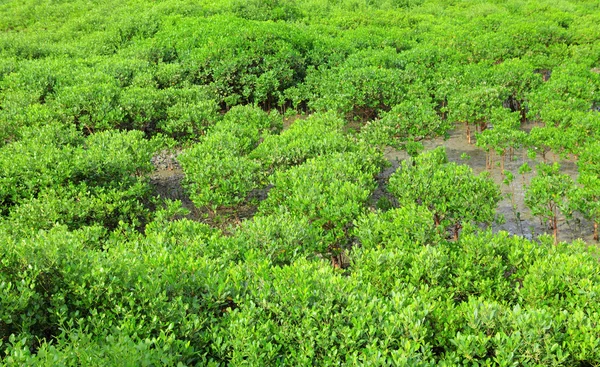 Червоні мангри — стокове фото