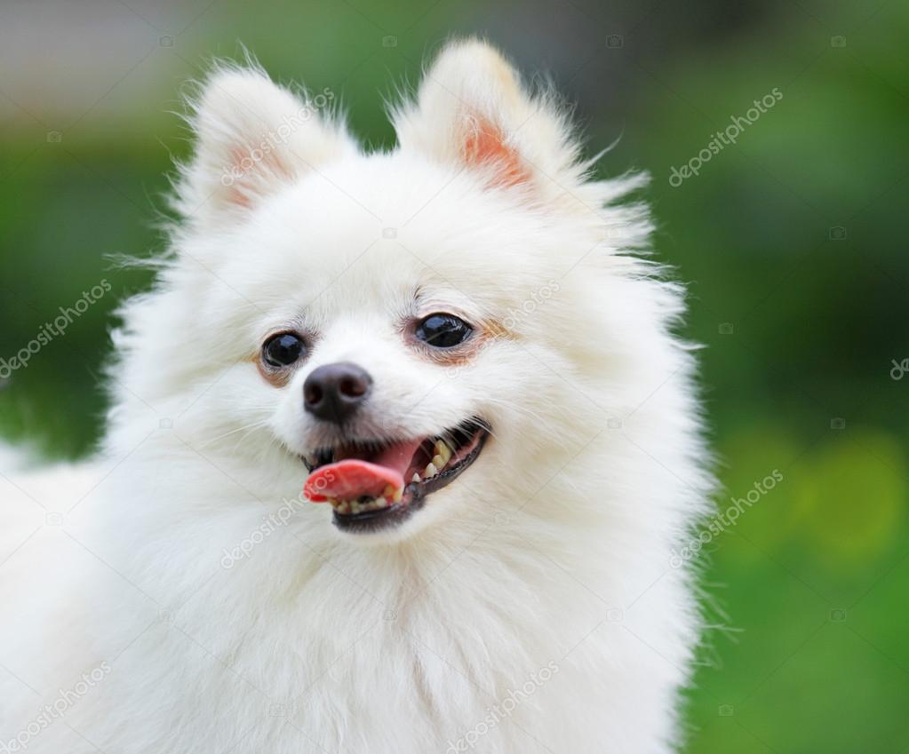 white Pomeranian dog