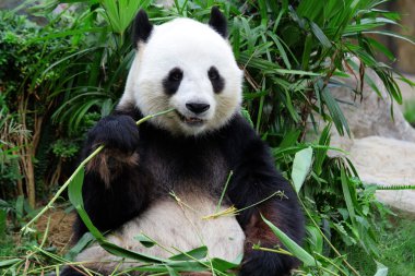 Bambu yiyen dev panda ayısı