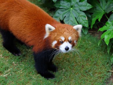 Kızıl panda