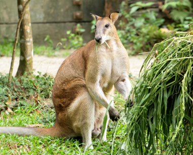 kangaroo clipart