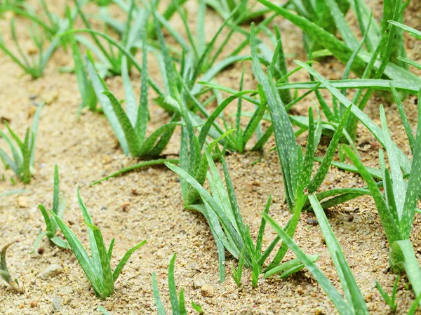 Aloe vera field — Stock Photo, Image