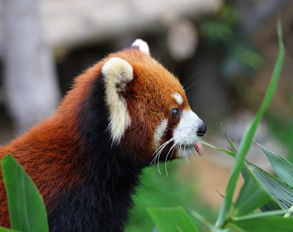 Panda vermelho — Fotografia de Stock