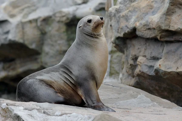 Seelöwe — Stockfoto