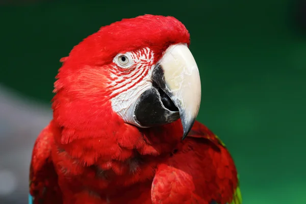Guacamayo rojo colorido —  Fotos de Stock