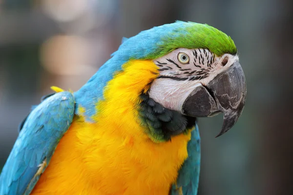 Pájaro guacamayo — Foto de Stock