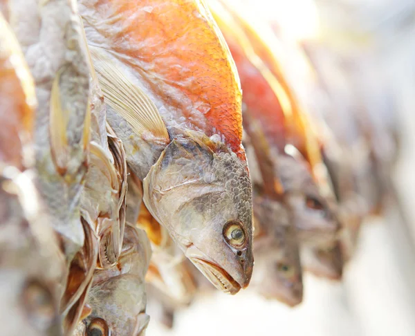 Trockensalzfisch — Stockfoto