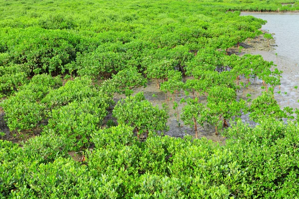 Röd mangrove — Stockfoto