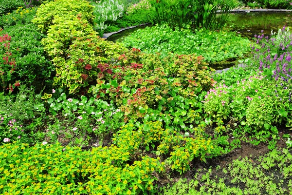 Plant in garden — Stock Photo, Image