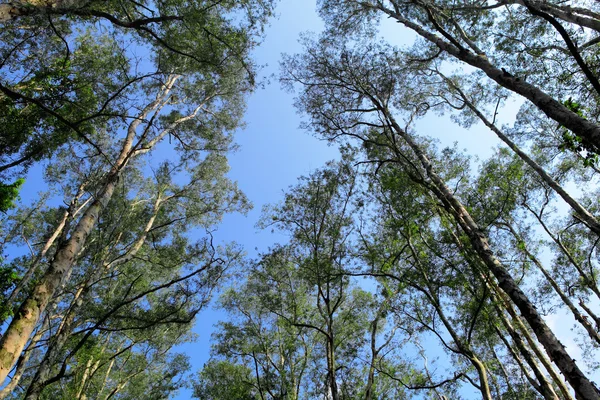 Tree canopy — Stock Photo, Image