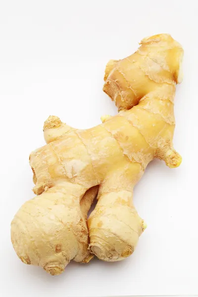 Ginger on white — Stock Photo, Image