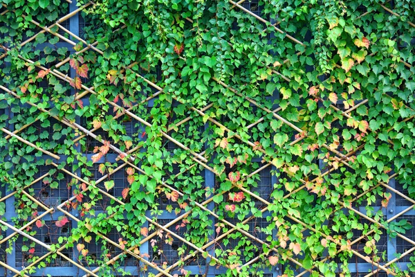 Väggen och gröna växter — Stockfoto