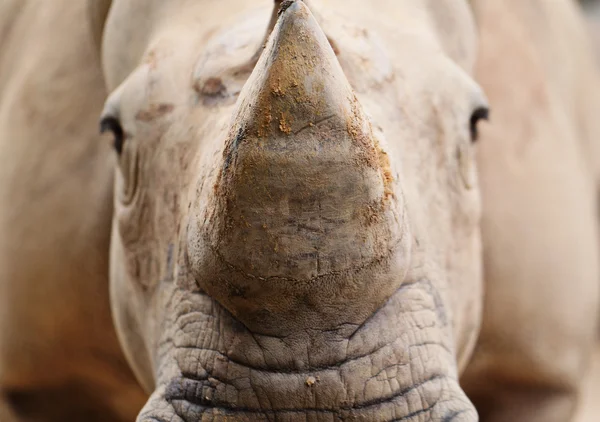 Rhino — Photo