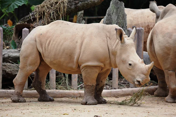 Rhino — Stockfoto